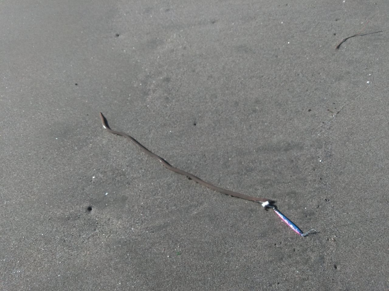 ダイナンウミヘビ