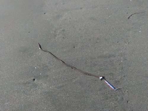 ダイナンウミヘビの釣果