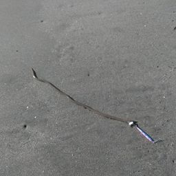 ダイナンウミヘビ