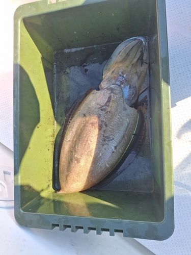 モンゴウイカの釣果