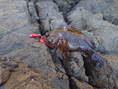 オウゴンムラソイの釣果