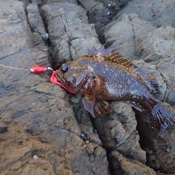 オウゴンムラソイ