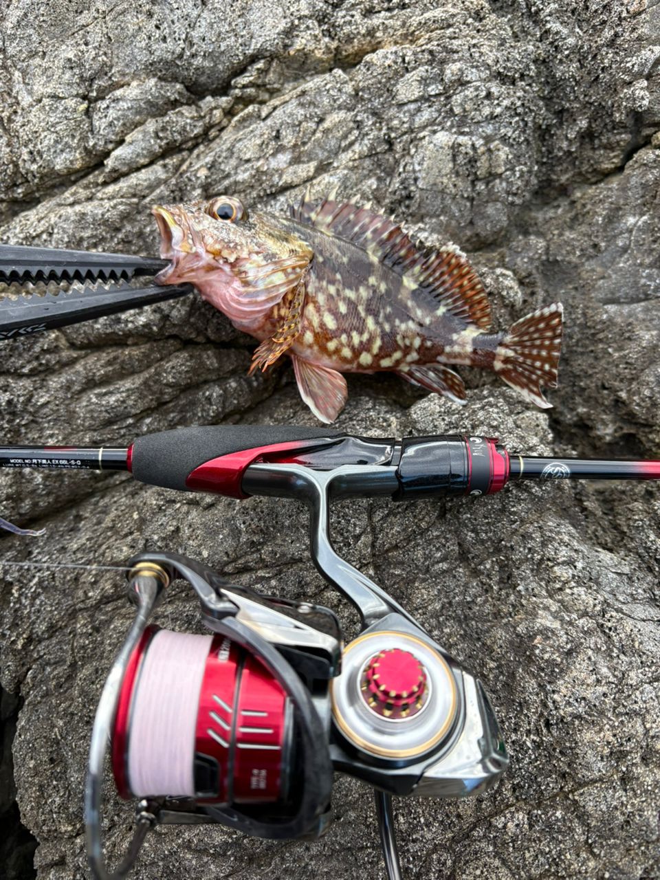 DAIWA 20ルビアス FC LT2000Sの最安値・インプレ・釣果 | 本音の口コミ