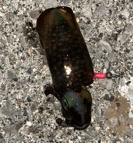 周防大島（屋代島）