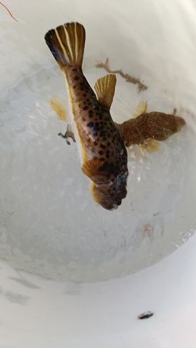 ヒガンフグの釣果