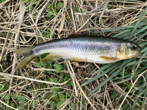 カワムツの釣果