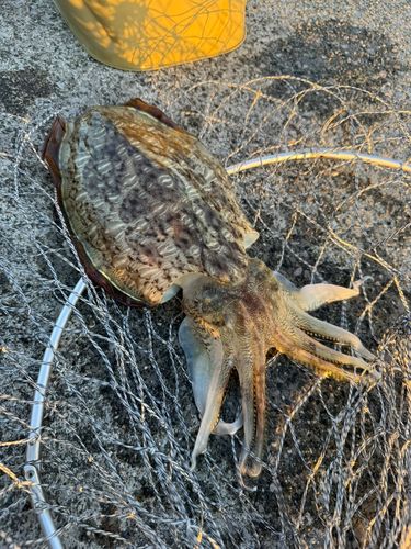 コウイカの釣果