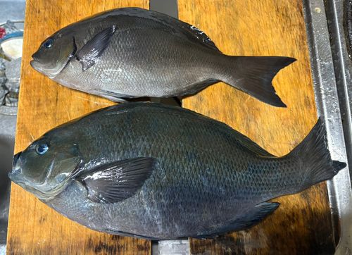 オナガグレの釣果