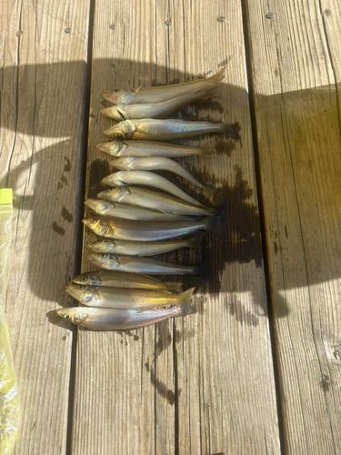 シロギスの釣果