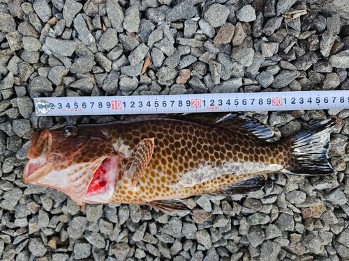 オオモンハタの釣果