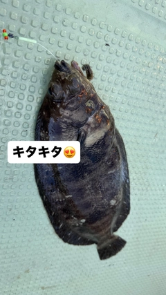 ナメタガレイの釣果
