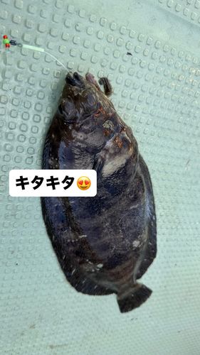 ナメタガレイの釣果