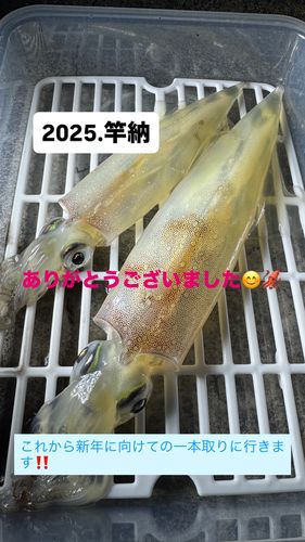 ヤリイカの釣果