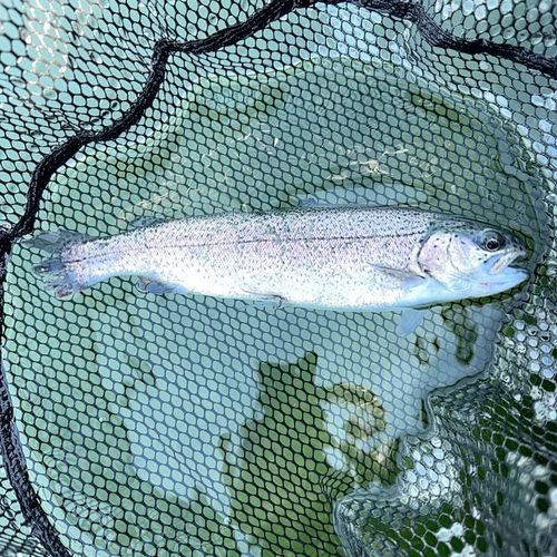 ニジマスの釣果