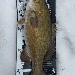 スモールマウスバス