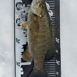 スモールマウスバス