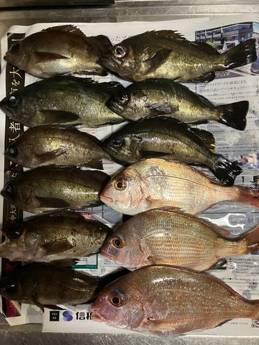 メバルの釣果