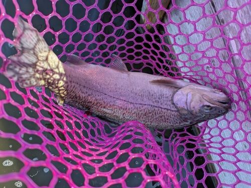 ロックトラウトの釣果