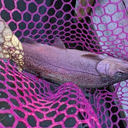 ロックトラウト