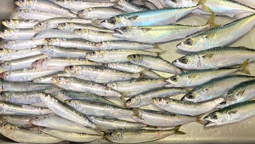 マイワシの釣果