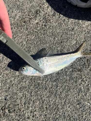 コノシロの釣果