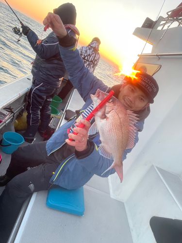 マダイの釣果