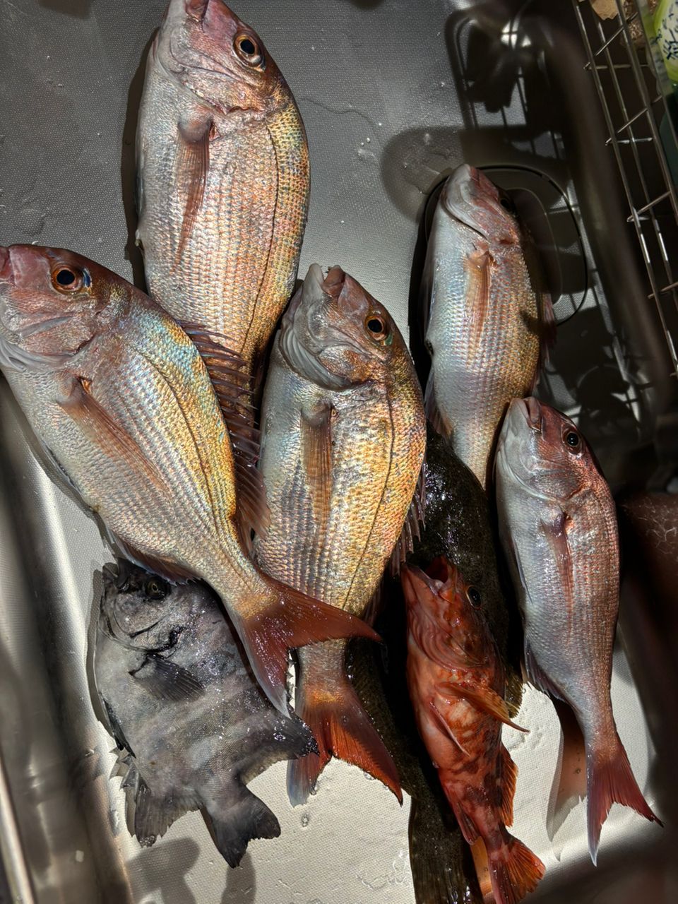 カサゴさんまさんの釣果 2枚目の画像