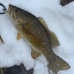 スモールマウスバス