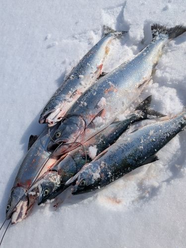 サクラマスの釣果