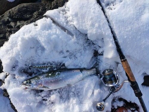 サクラマスの釣果