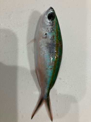 グルクンの釣果