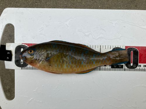 イラブチャーの釣果