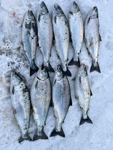 サクラマスの釣果