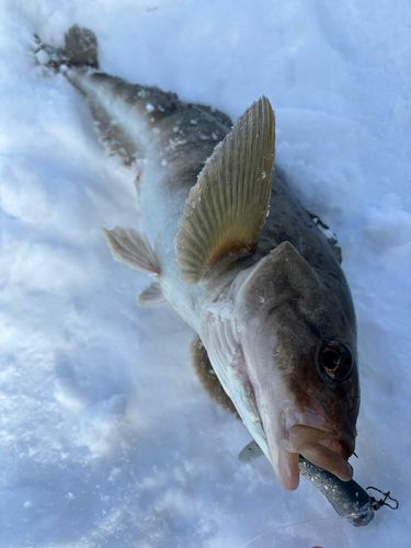 ホッケの釣果