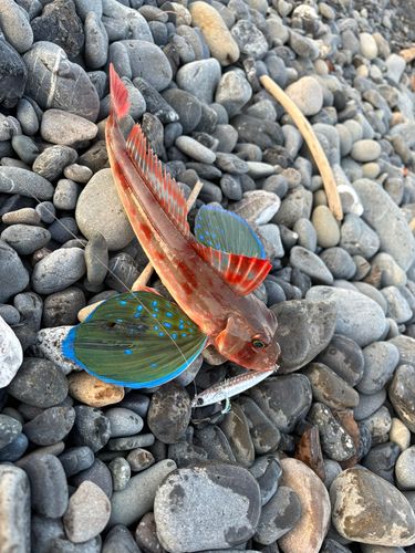 ホウボウの釣果