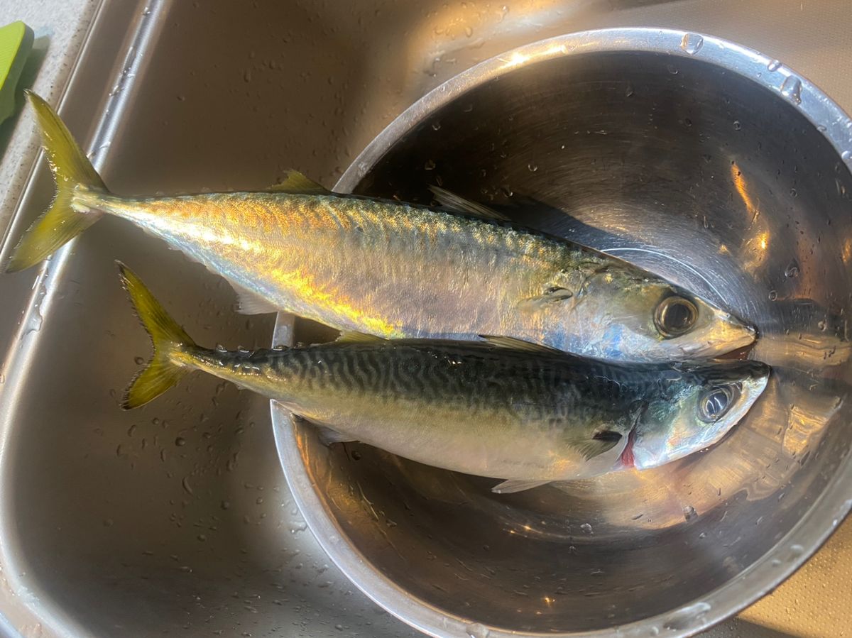 HHfcさんの釣果 2枚目の画像