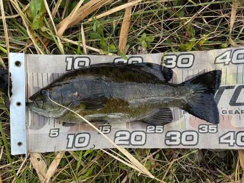 スモールマウスバスの釣果
