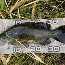 スモールマウスバス