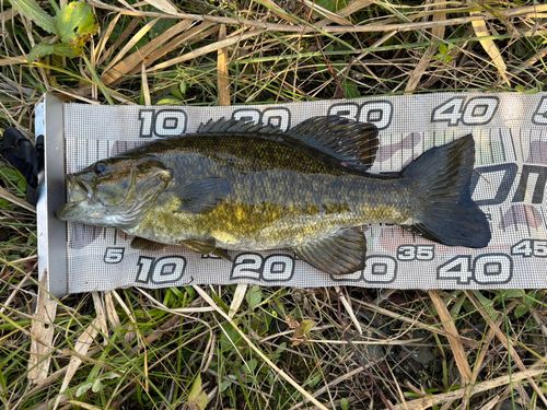 スモールマウスバスの釣果