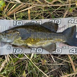 スモールマウスバス