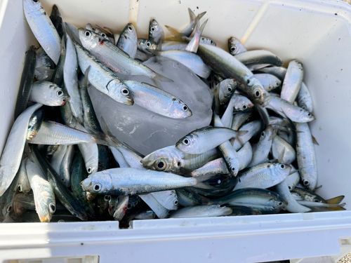 サッパの釣果
