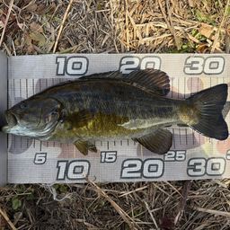 スモールマウスバス