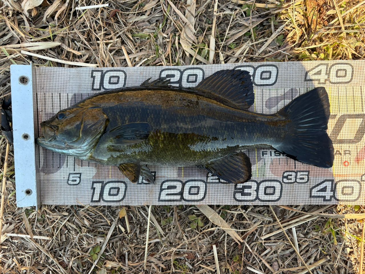 スモールマウスバス