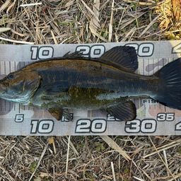 スモールマウスバス