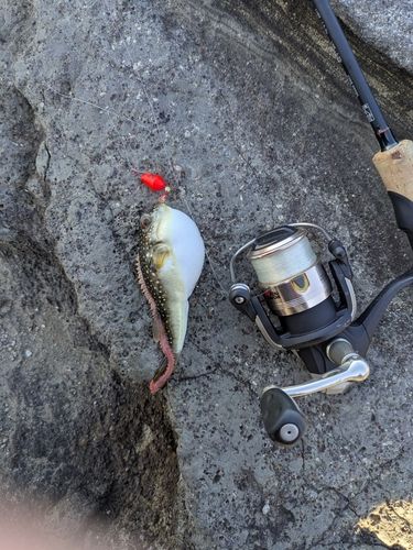 クサフグの釣果