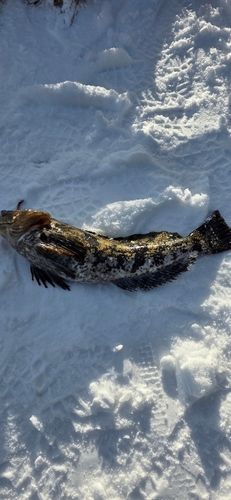 アイナメの釣果