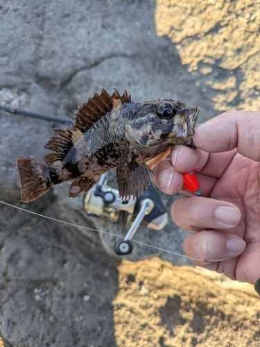 ムラソイの釣果