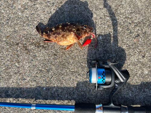 アラカブの釣果