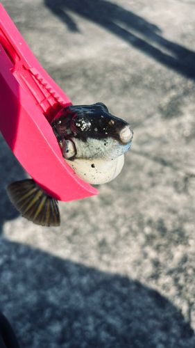 キタマクラの釣果