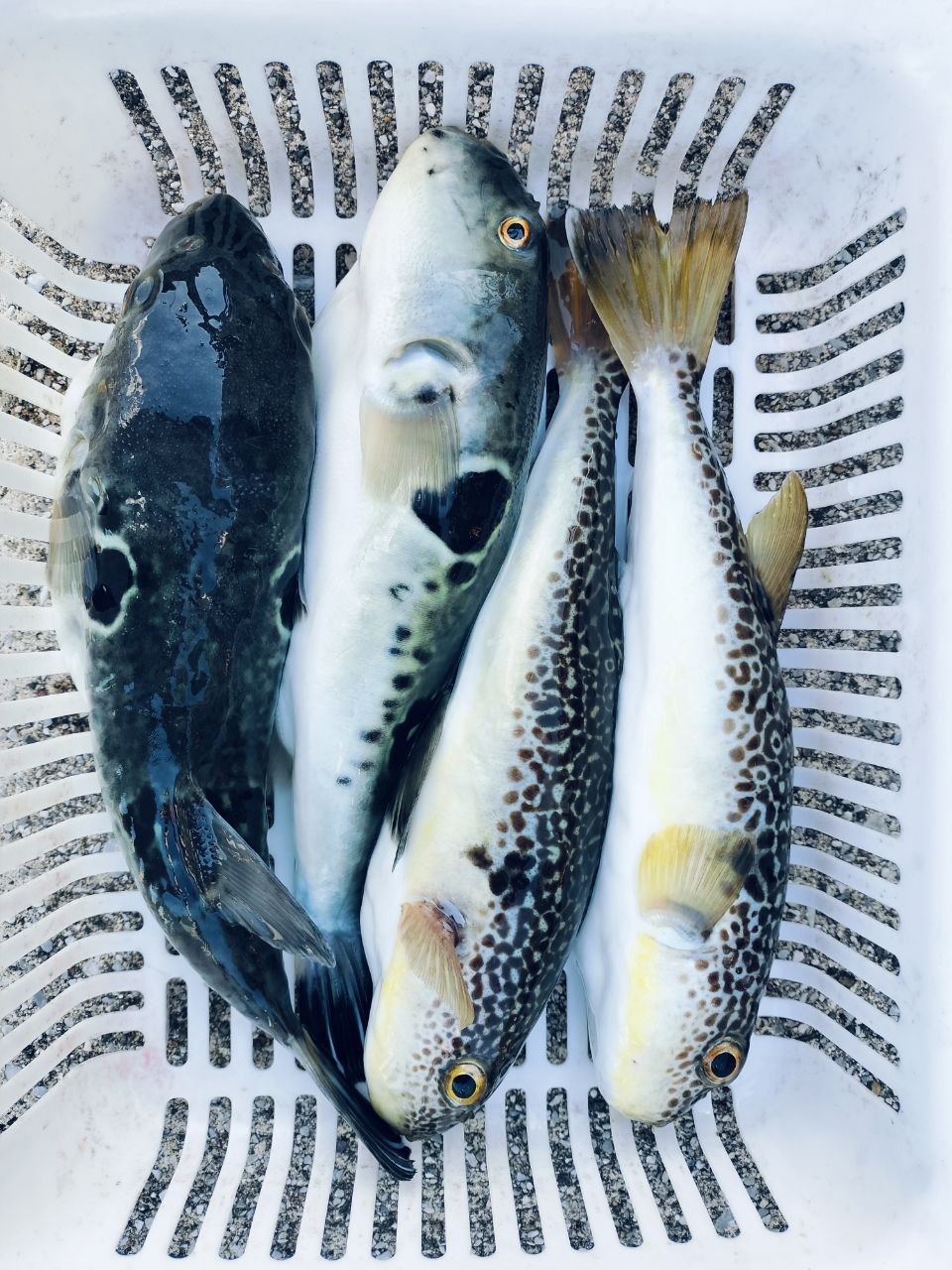 オーツカさんの釣果 1枚目の画像